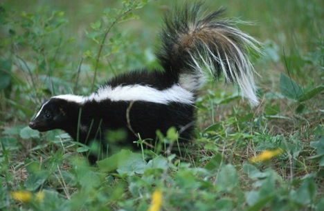 Skunk Photo 02